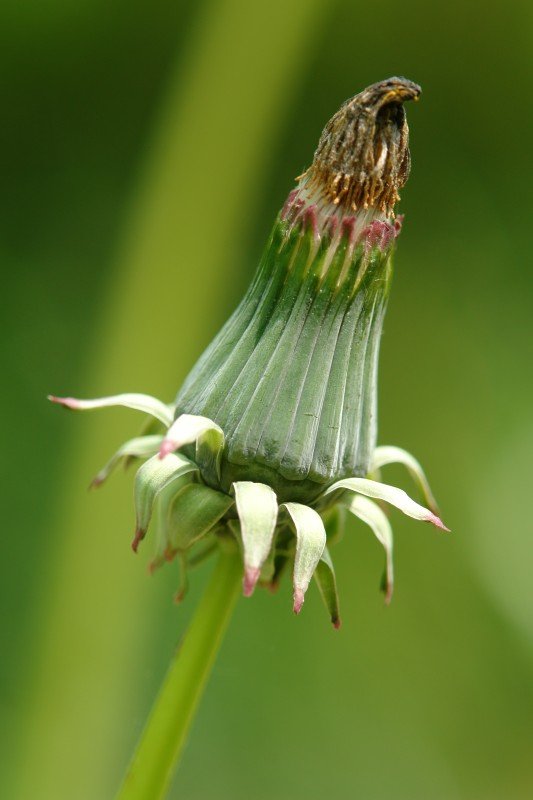 Inbolukrua eta brakteak