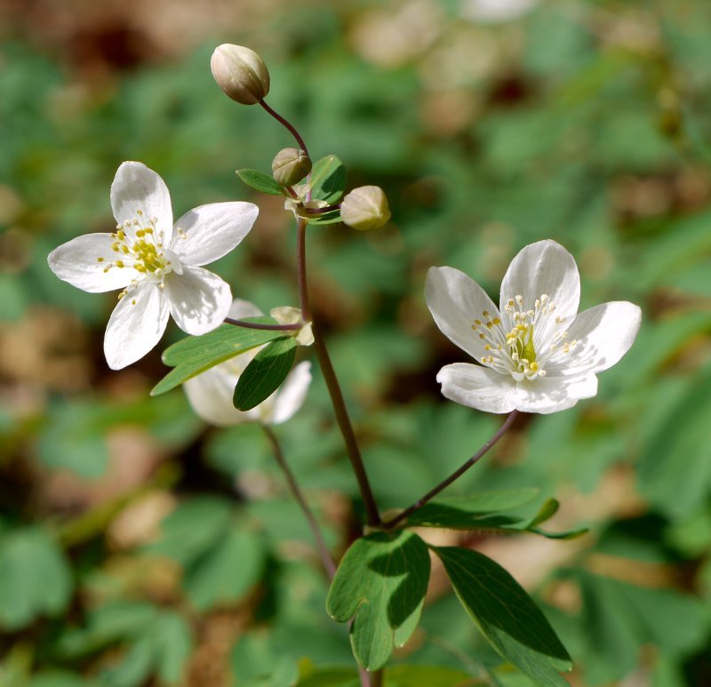 Nafarroan, Leurtza urtegiaren inguruko pagadian, apirilaren hasieran