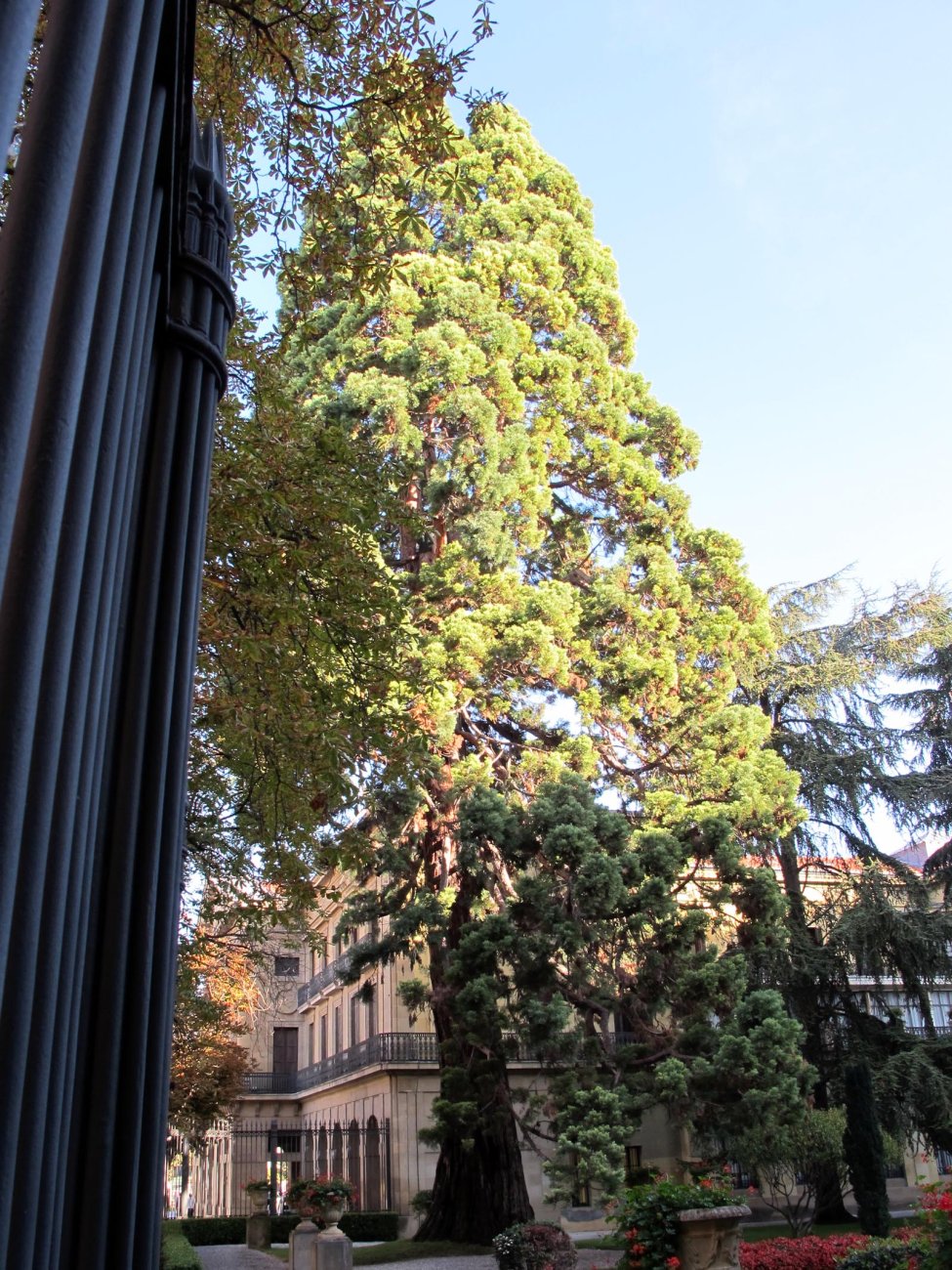 Sequoiadendron giganteum Iruñan
