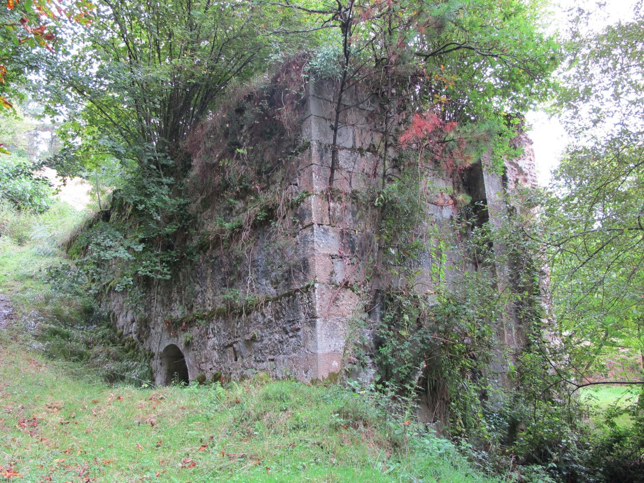 Olea burdinola, Ibarruri-Muxika