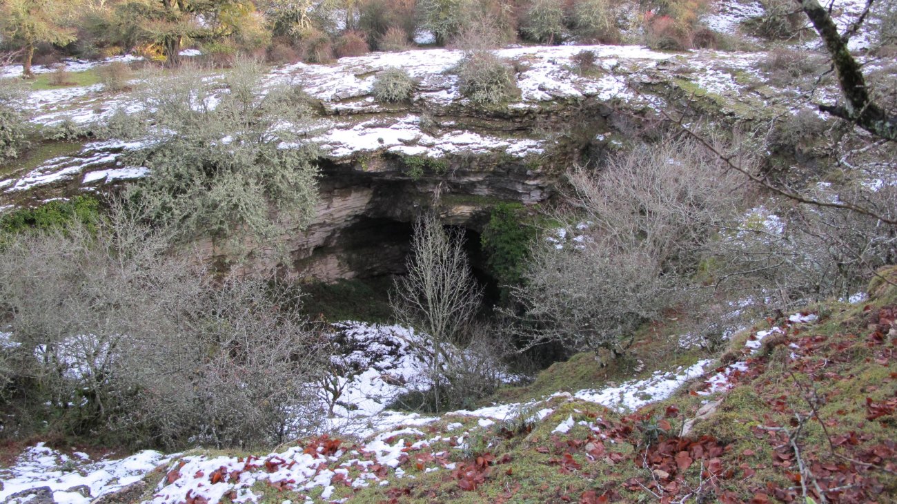 Usaleze leizea, Andia