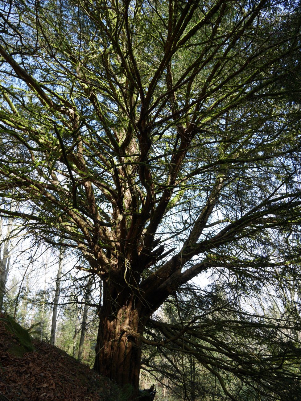 Behorbarroteko hagina, Pagoeta