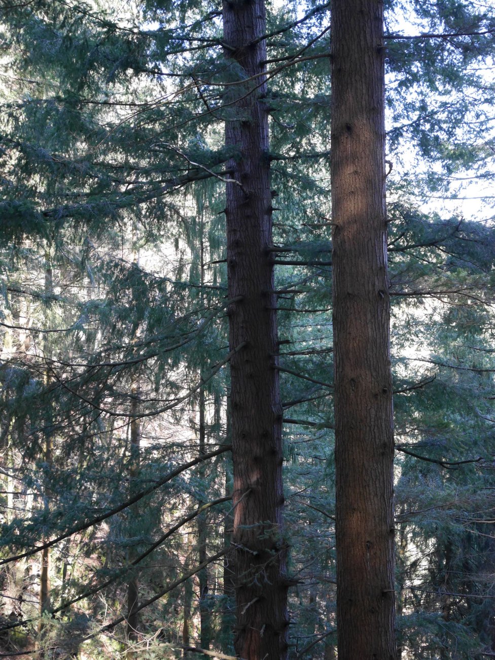 Albizturko Douglas izeia