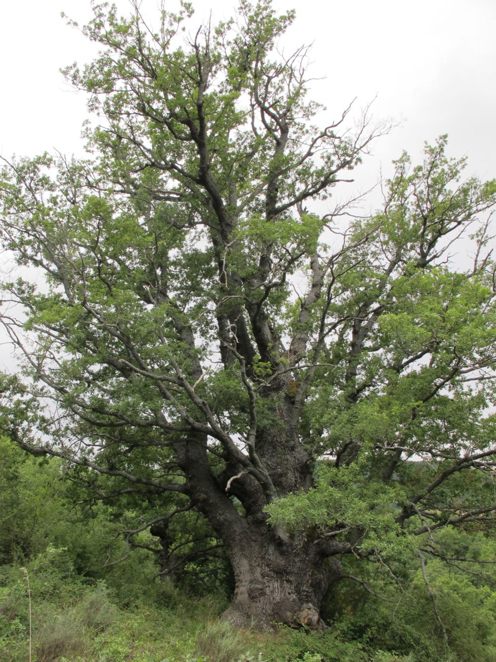 Lizarragako haritza, Lizarraga-Itzagaondoa