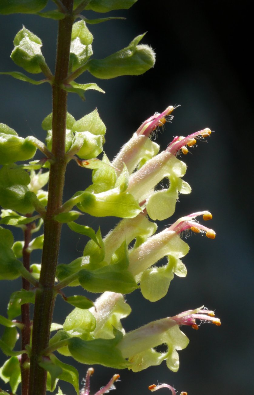 Teucrium scorodonia, Aralar, Uztailean