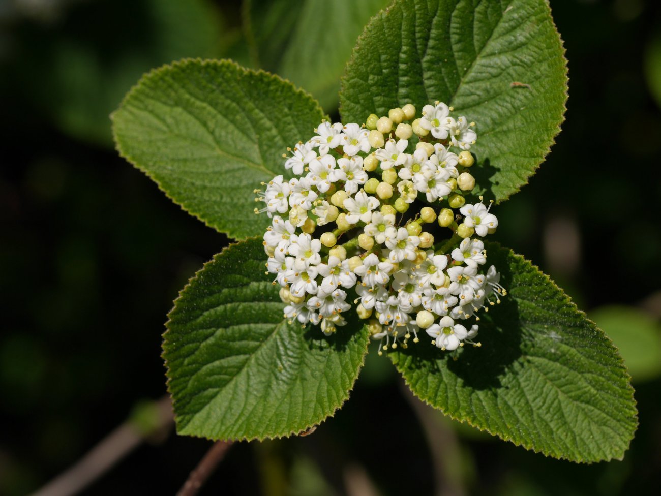 Viburnum lantana, Ilarduia aldean