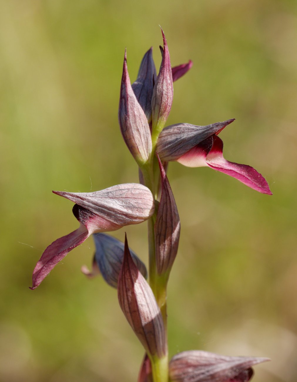 Loreak, Astigarragako Bentaren inguruetan