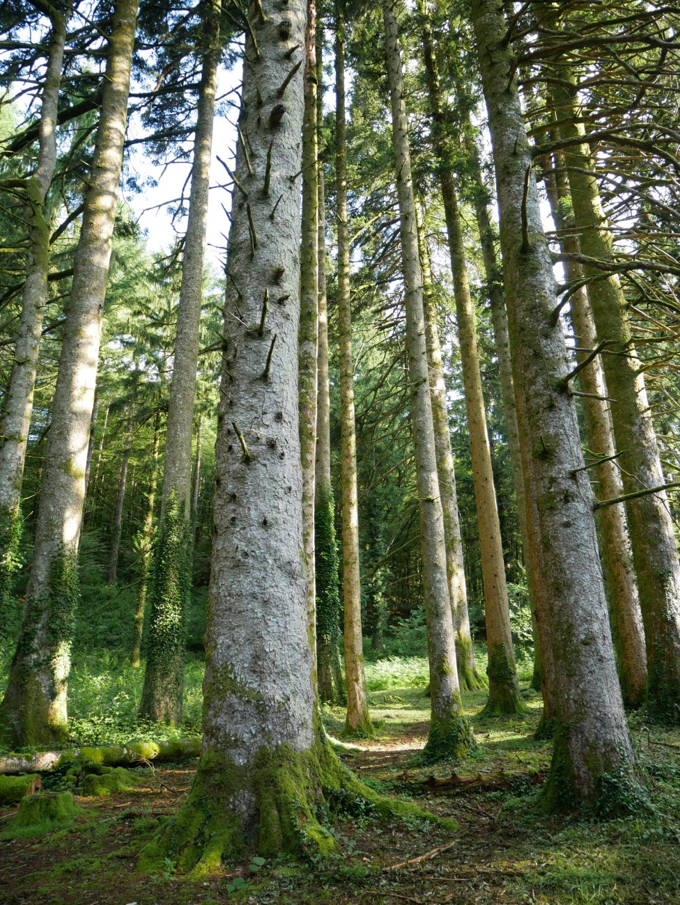 Leitzalarreako izeiak