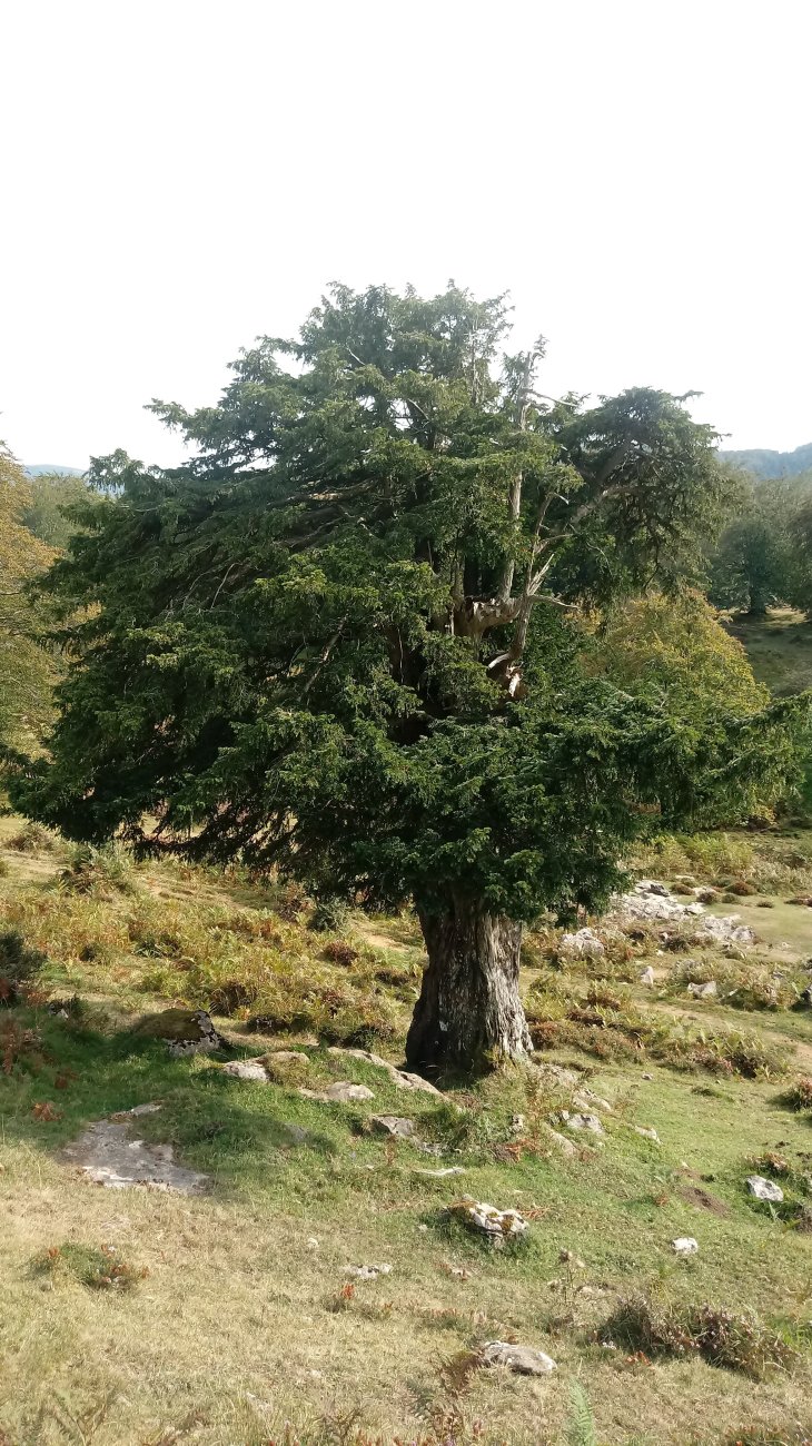 Arimekortapeko hagina