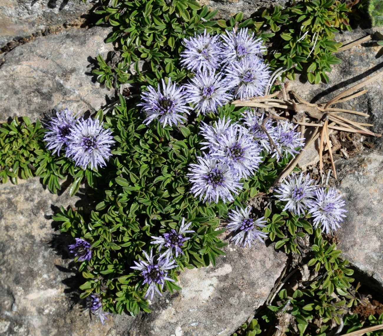 Globularia repens, Zuriza aldean