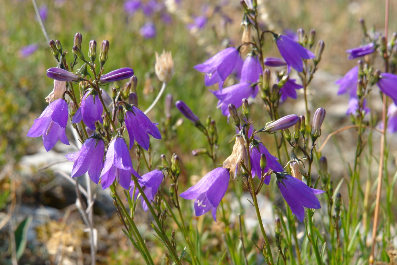 Campanula rotundifolia