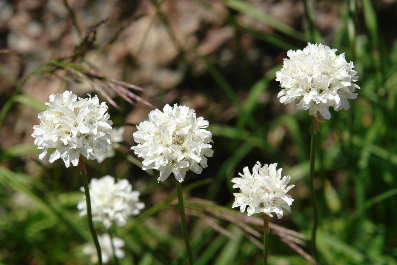 Ameria pubinervis Ozako Aguas Tuertas inguruan
