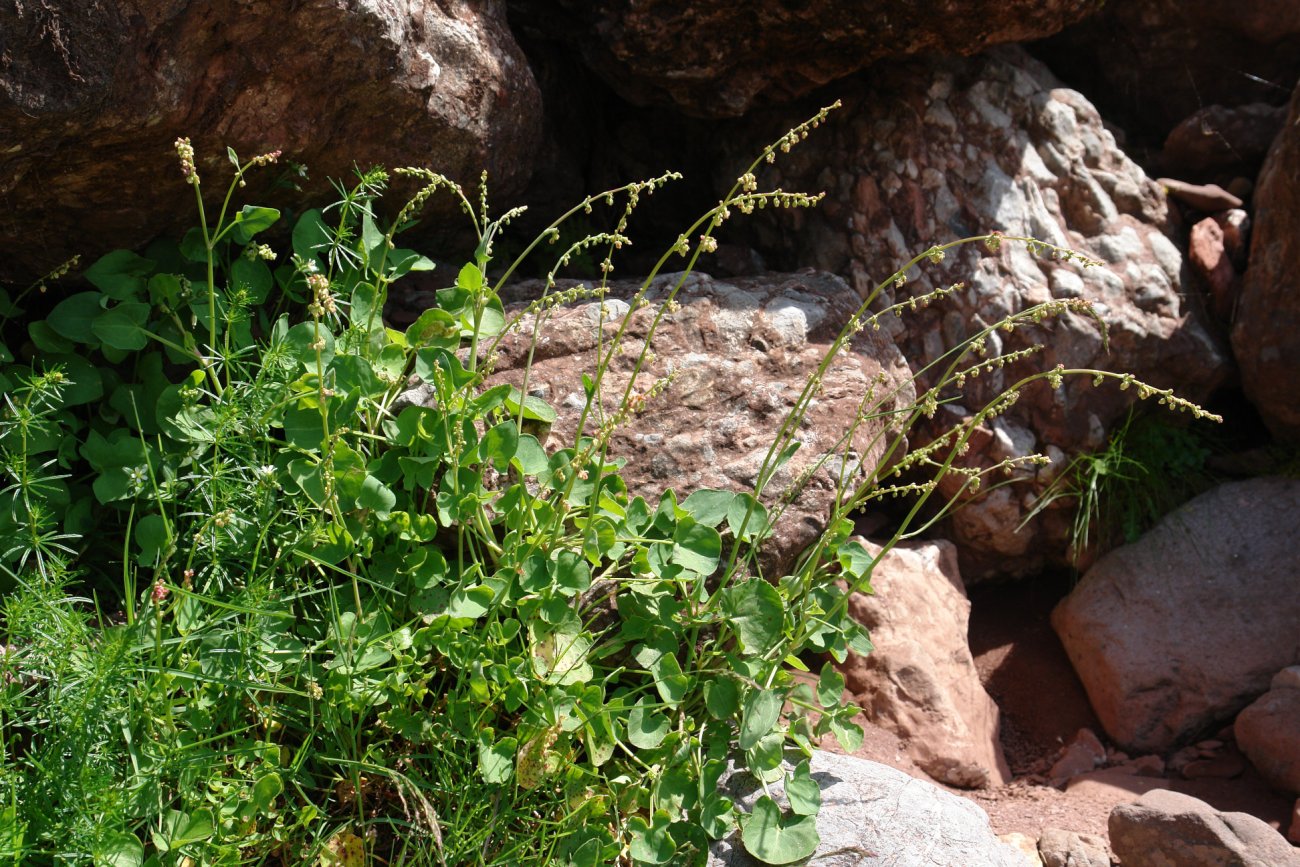 Rumex scutatus, Ozako Aguas Tuertas aldean