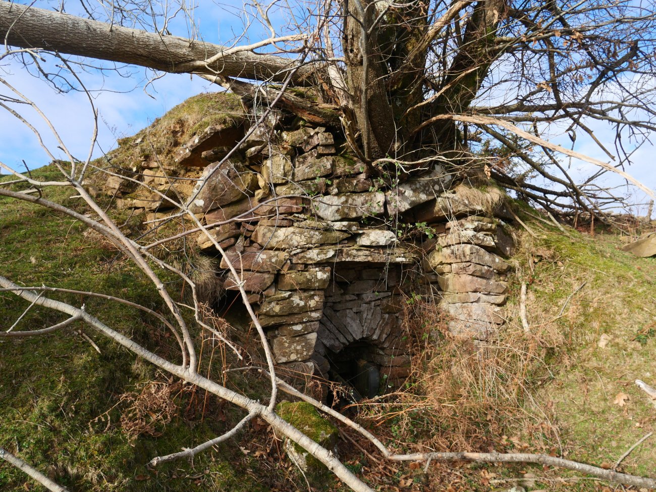 Mitxeleneko bordako karobia