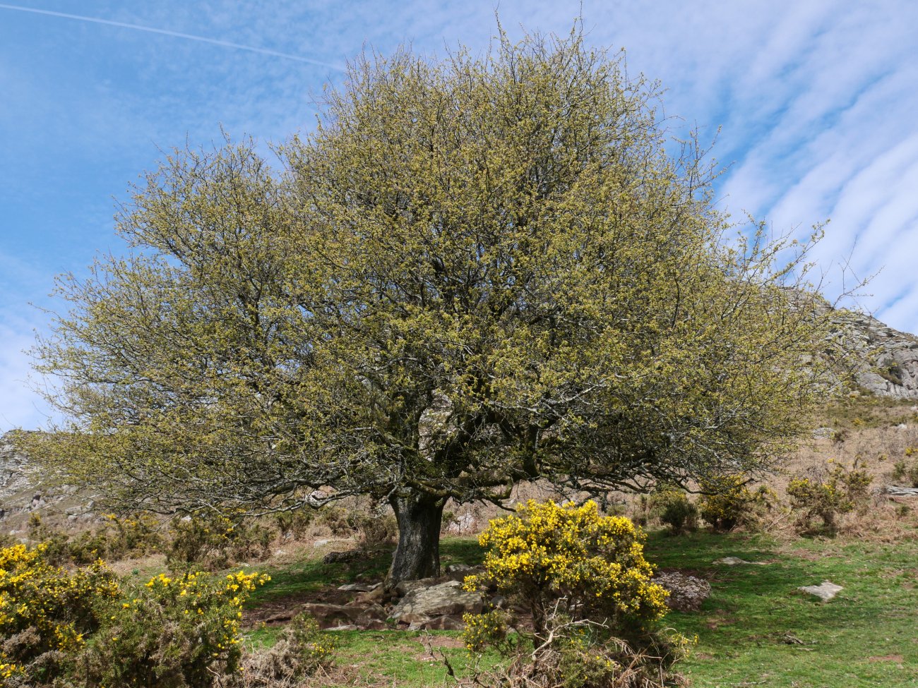 Larruneko udareondoa