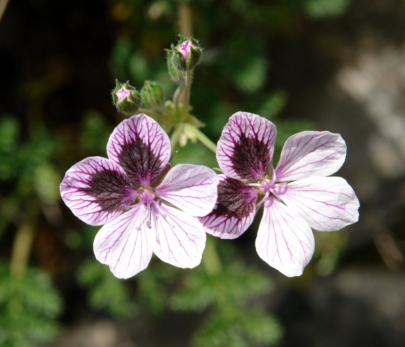 Erodium glandulosum Etxauri mendian