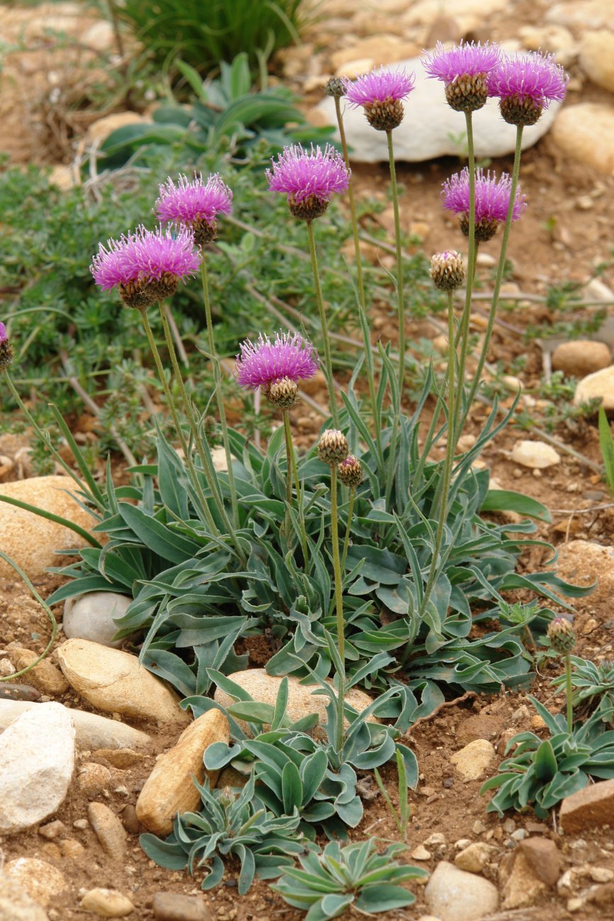 Serratula nudicaulis