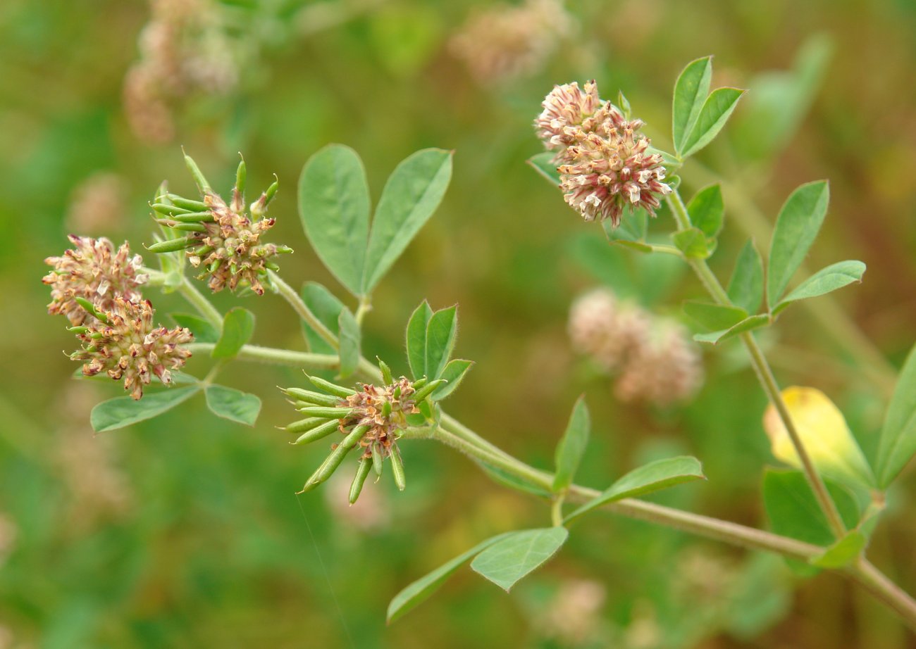 Dorycnium rectum Hernani aldean