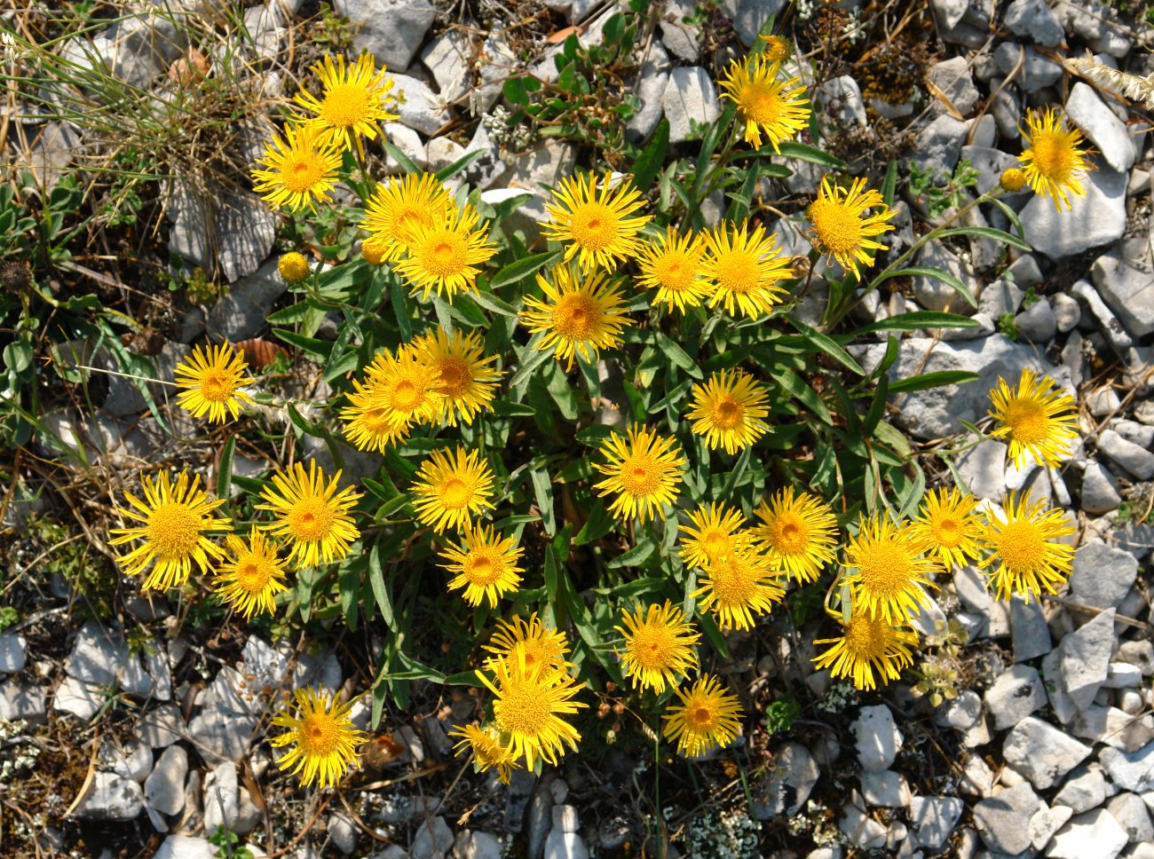Inula montana Soila mendian