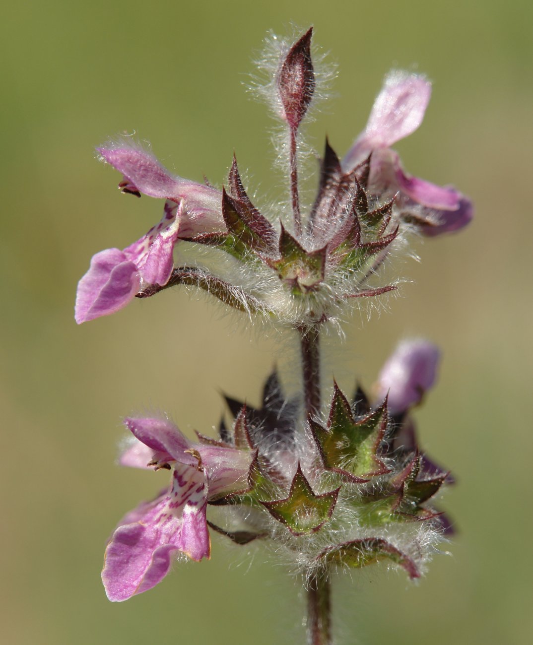Stachys heraclea Eskintza mendian