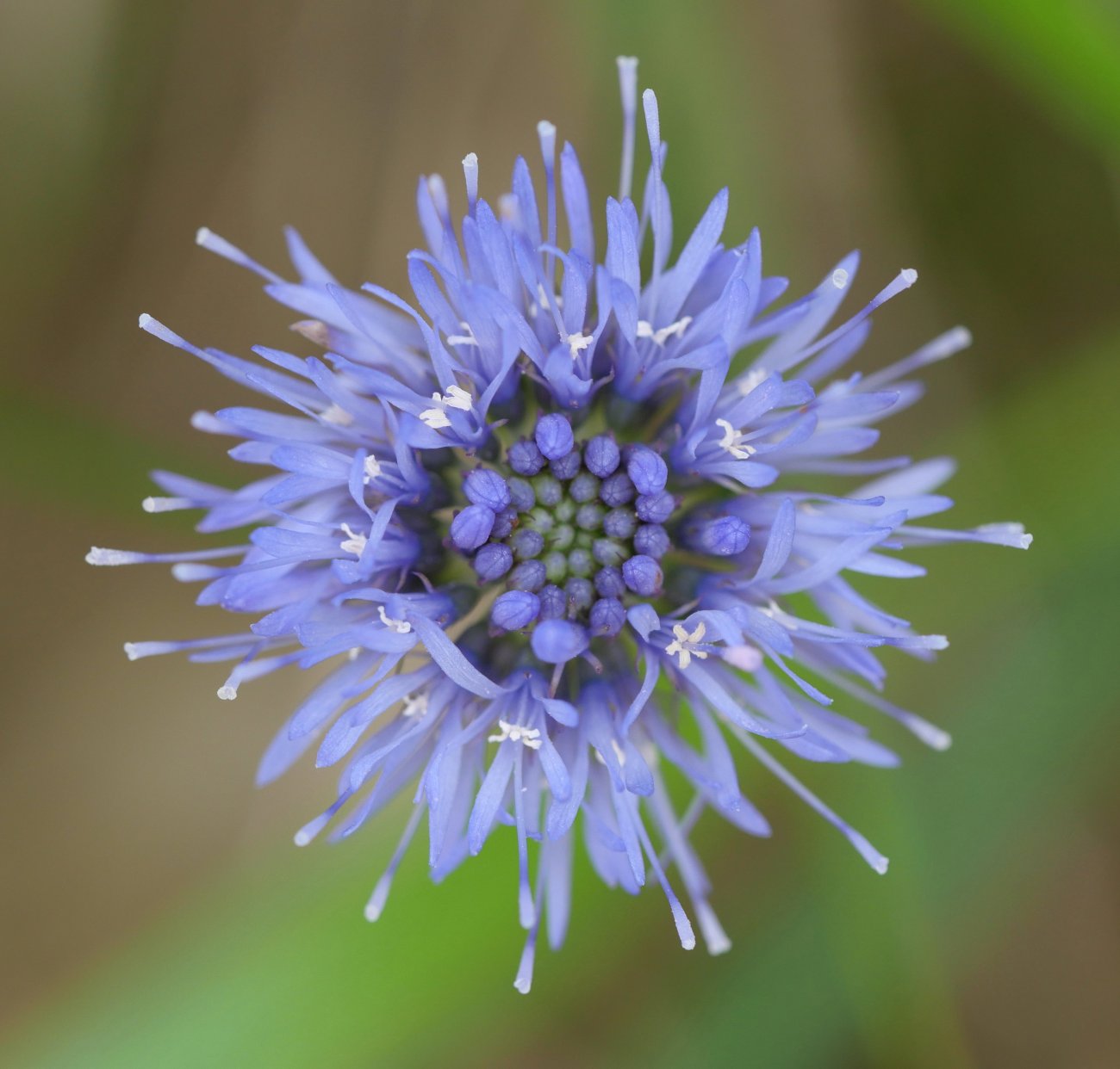 Jasione montana, Aldura mendian