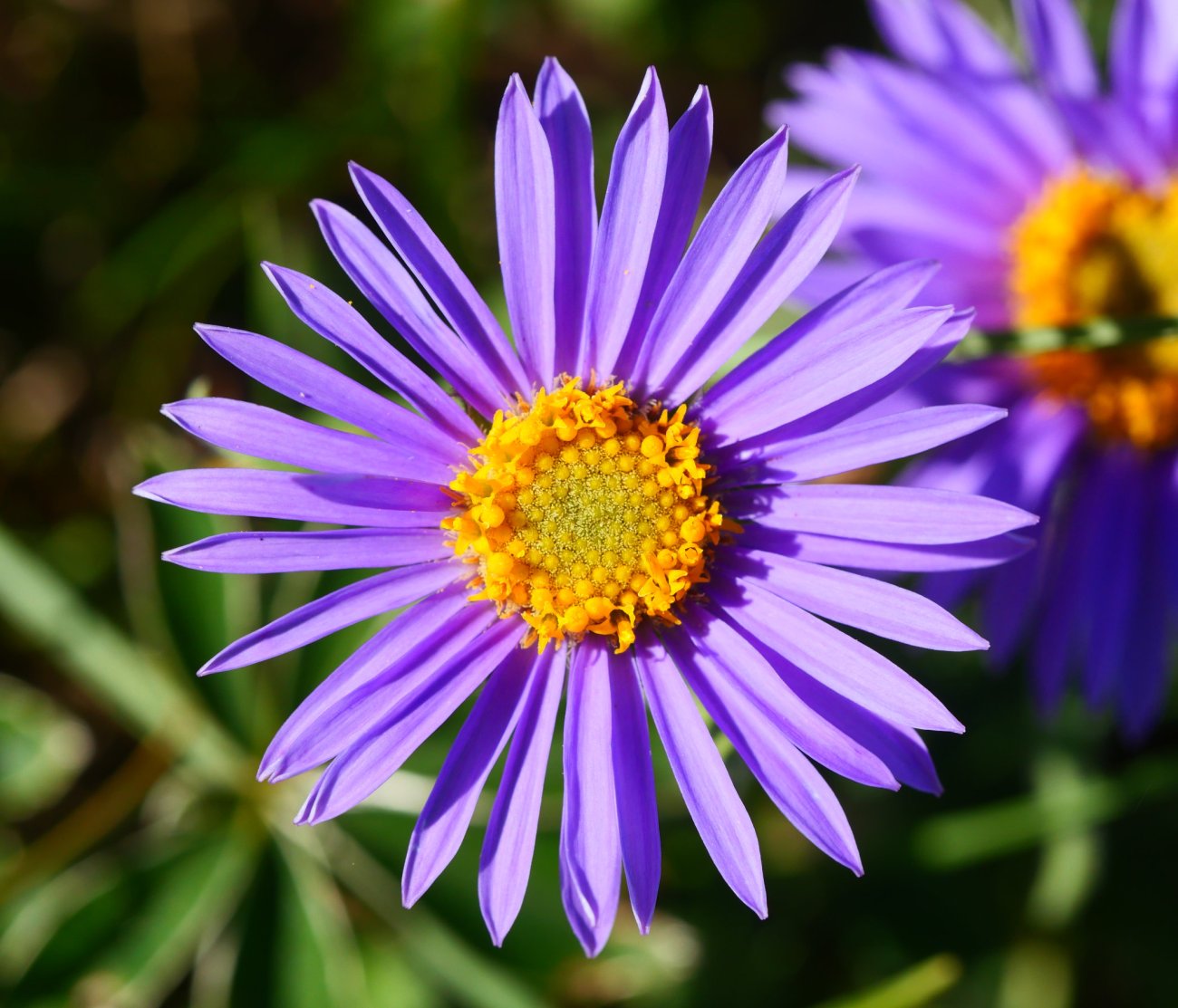 Aster alpinus, Lapazarrako bizkarrean