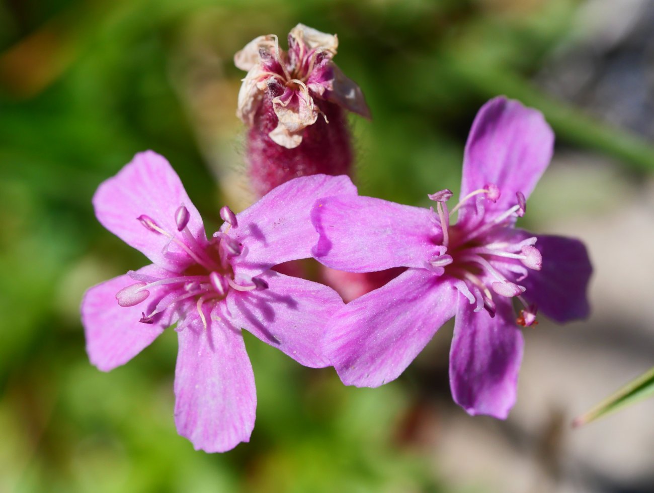 Saponaria caespitosa, Baines