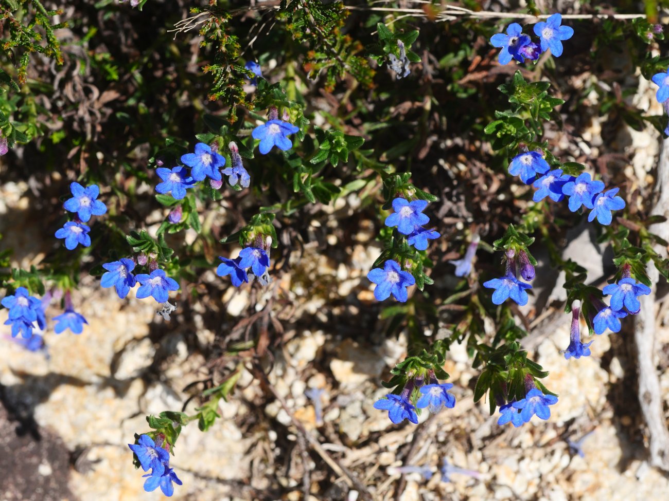 Lithodora prostrata Endara aldean