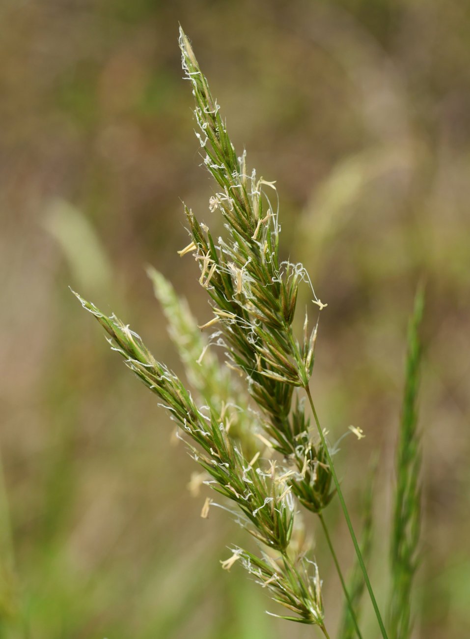 Anthoxanthum odoratum