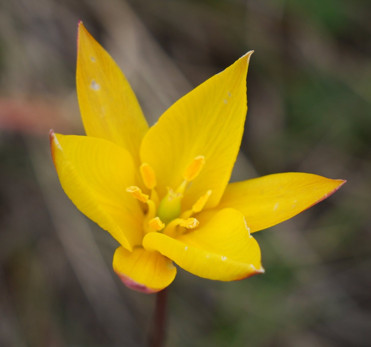 Tulipa sylvestris, Bintze aldean