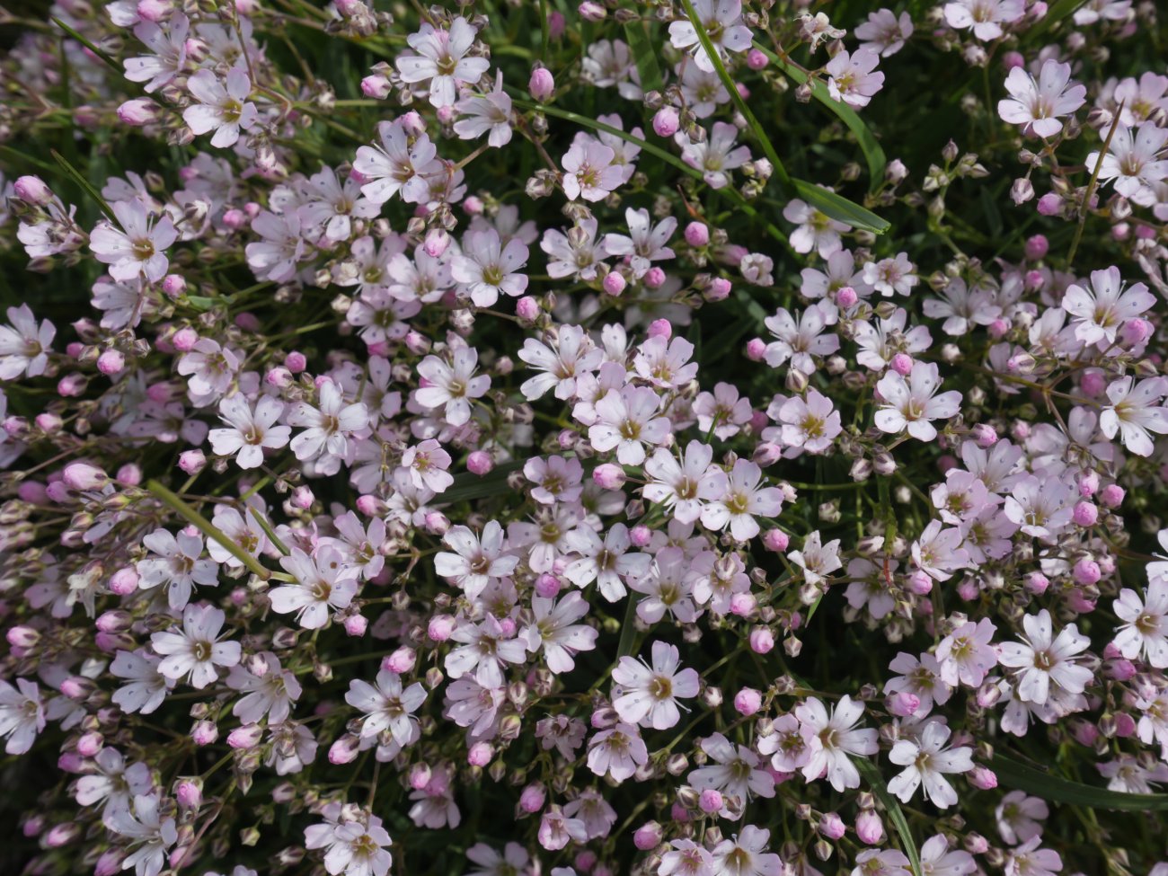 Gypsophila repens Arlas aldean