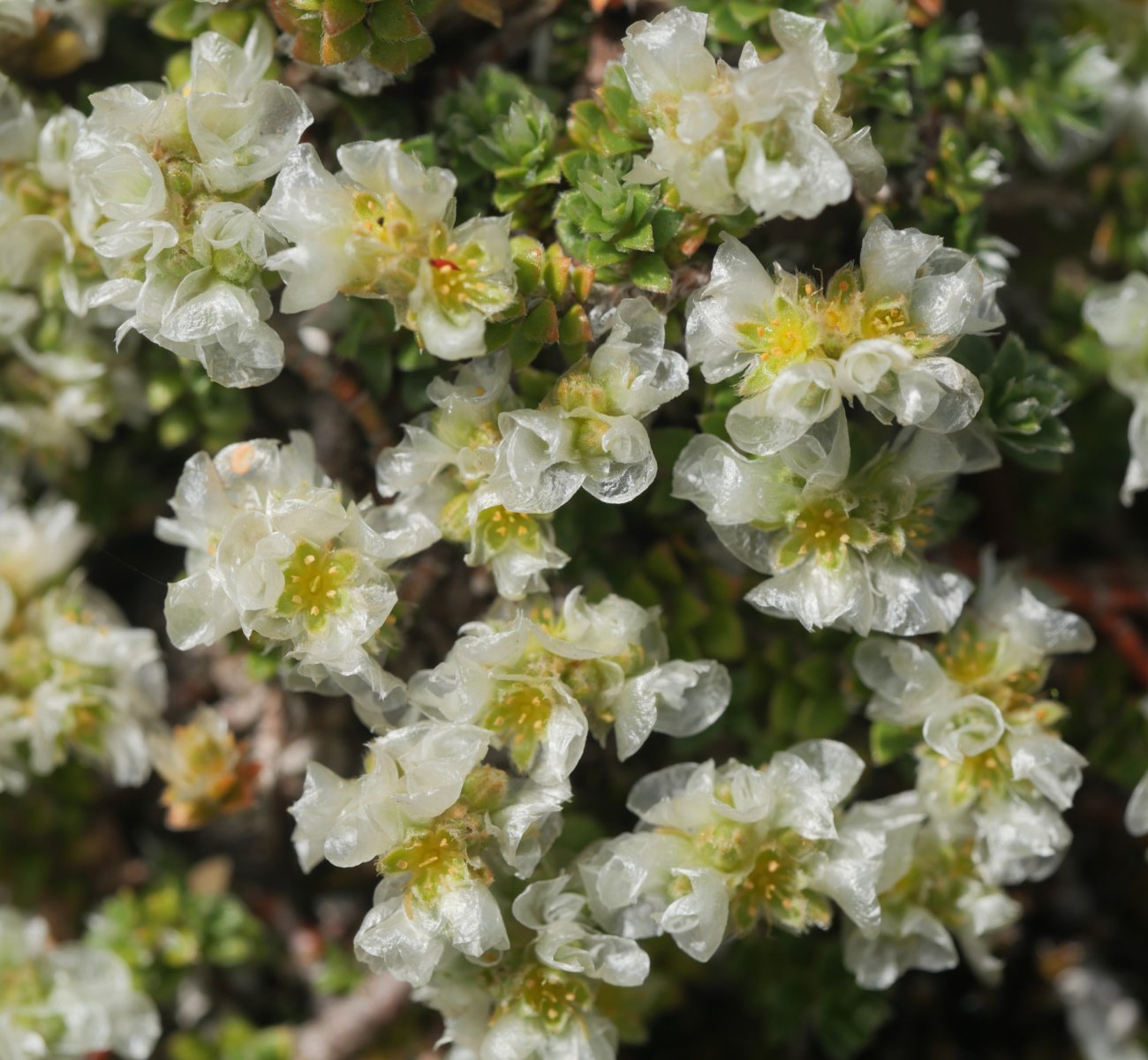 Paronychia kapela Lapazarra mendiaren gandorrean