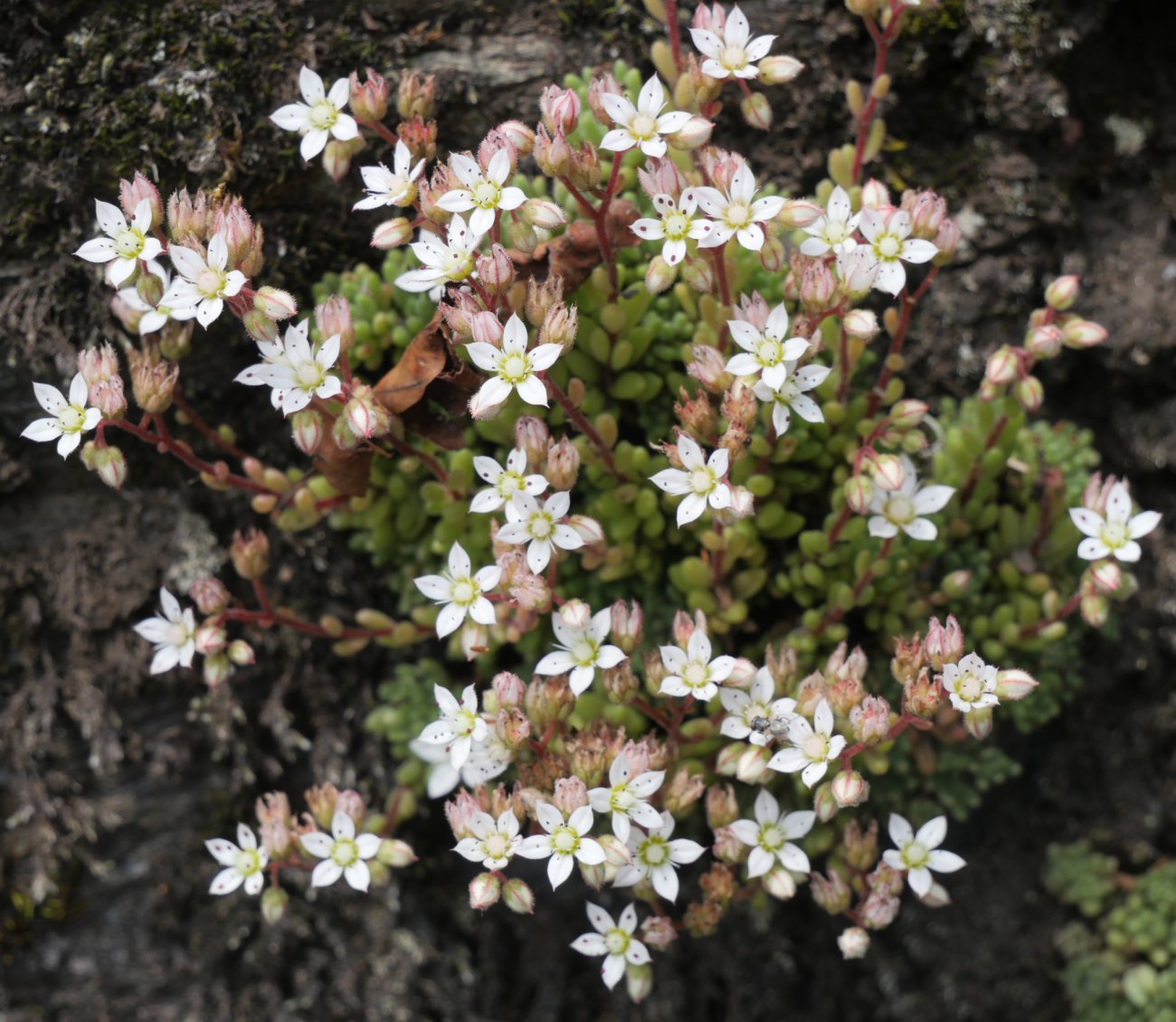 Sedum hirsutum Ekaitza aldean