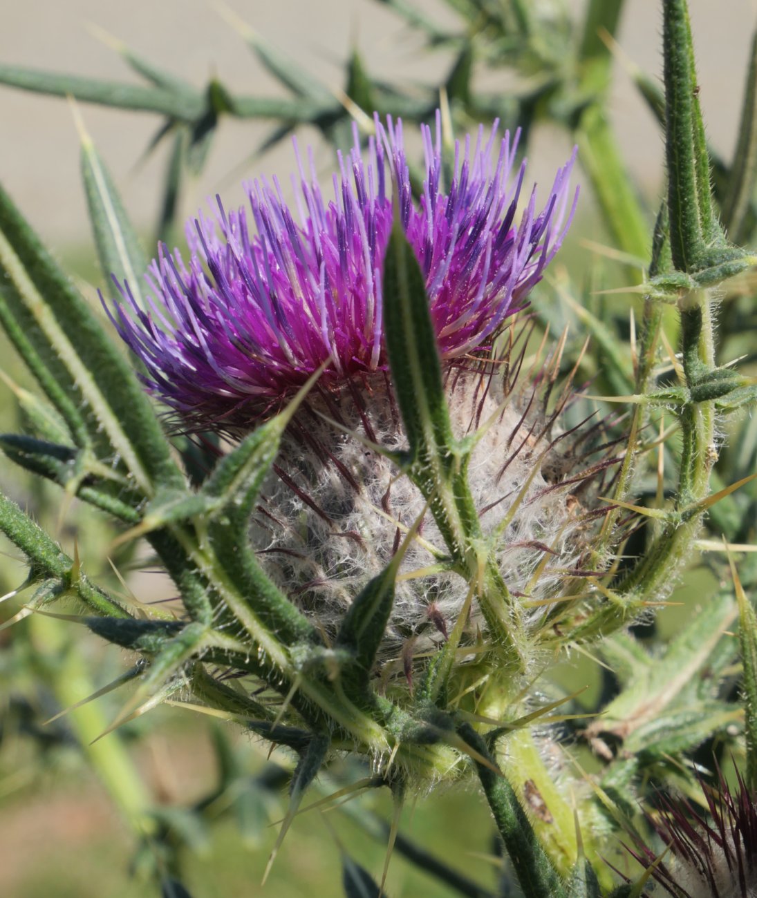 Cirsium eriophorum Ulizar mendian