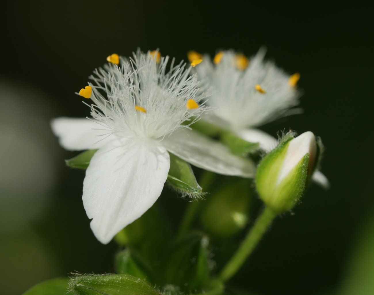 Tradescantia fluminensis