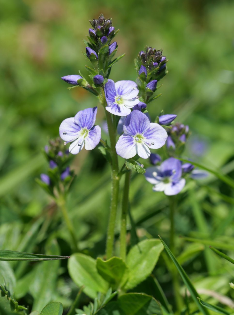 Veronica serpyllifolia Oza aldean
