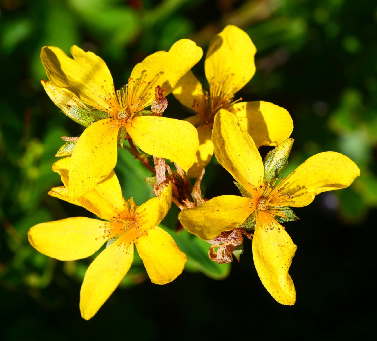 Hypericum richeri, Lapazarra mendian