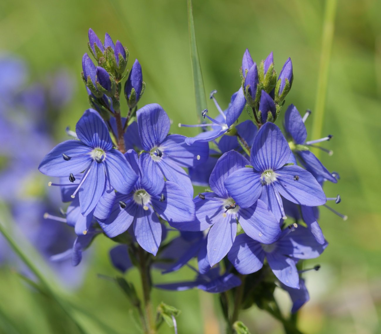 Veronica orsiniana, Sollaundi tontorraren inguruetan