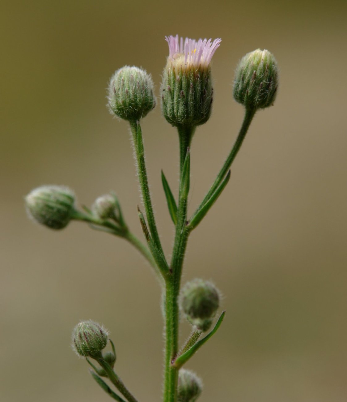 Erigeron acer Urbasa aldean