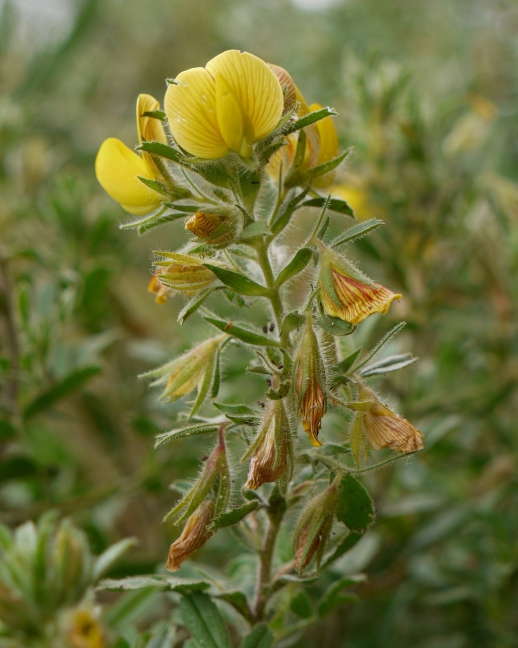 Ononix natrix natrix Eraul aldean