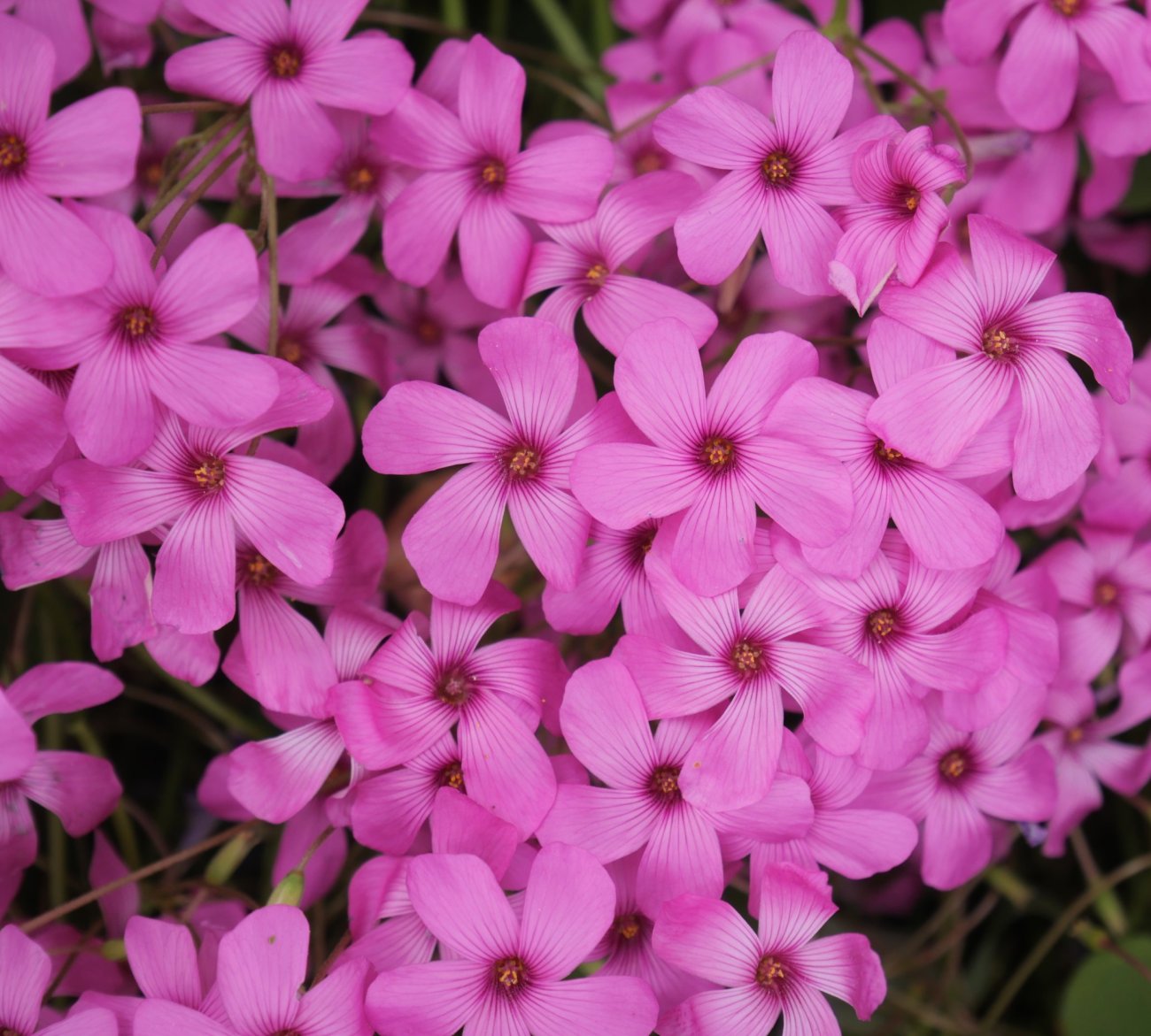 Oxalis articulata, Ezkaroze herrian