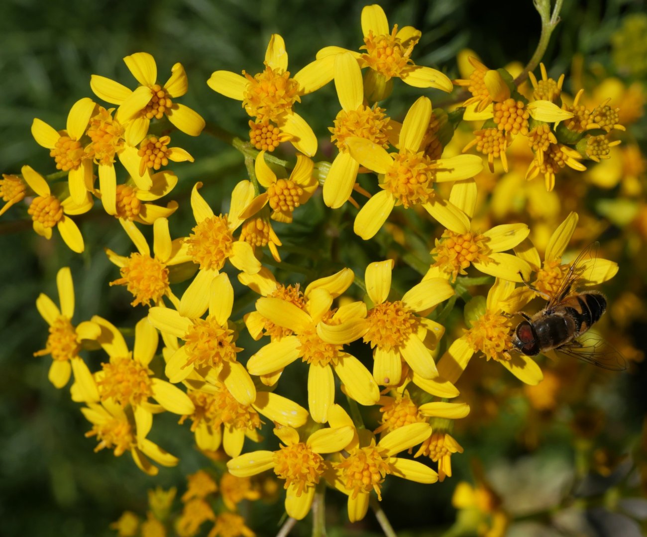 Senecio adonidifolius Linza aldean