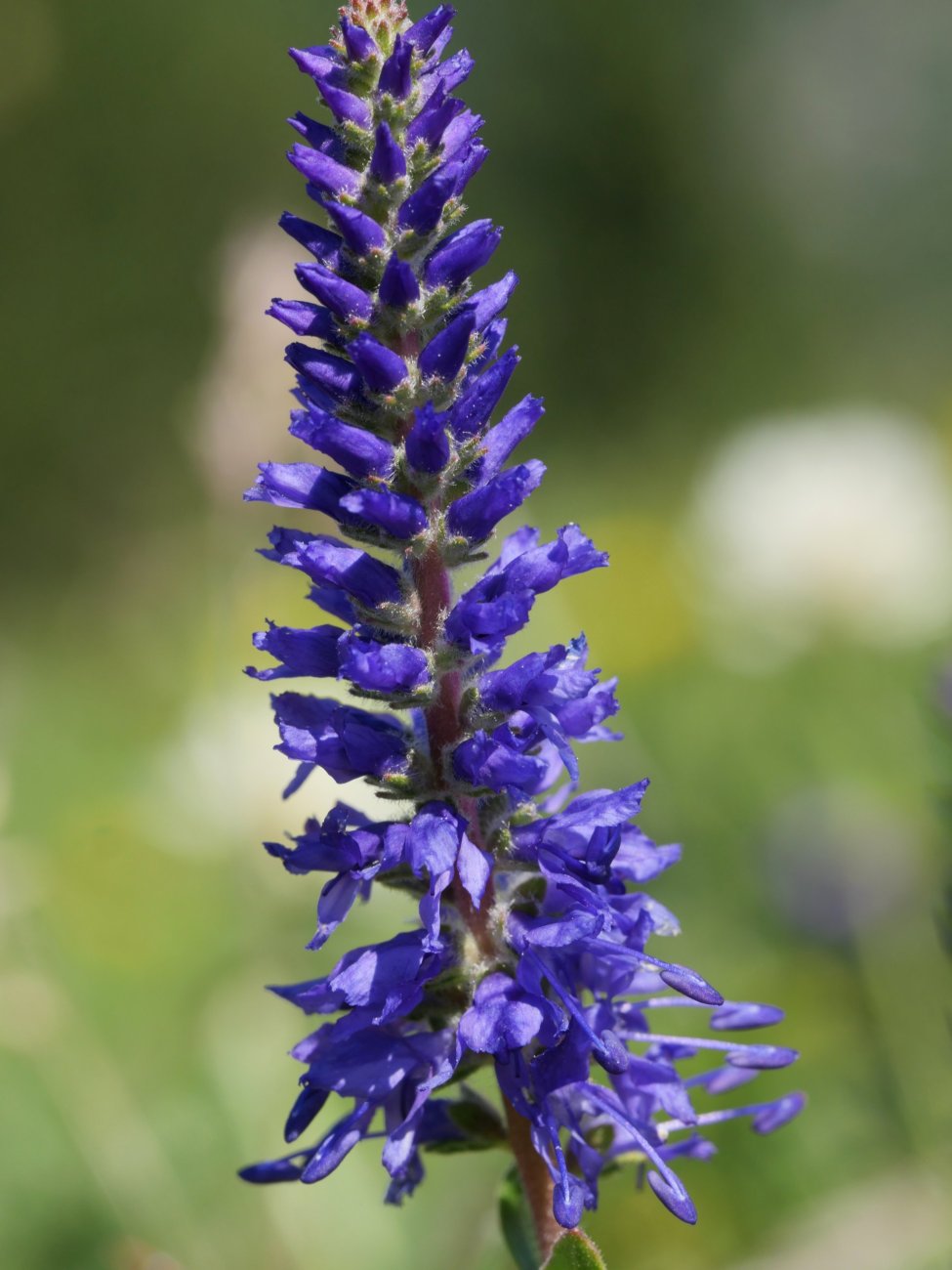 Veronica spicata Lapazarra tontorraren inguruetan