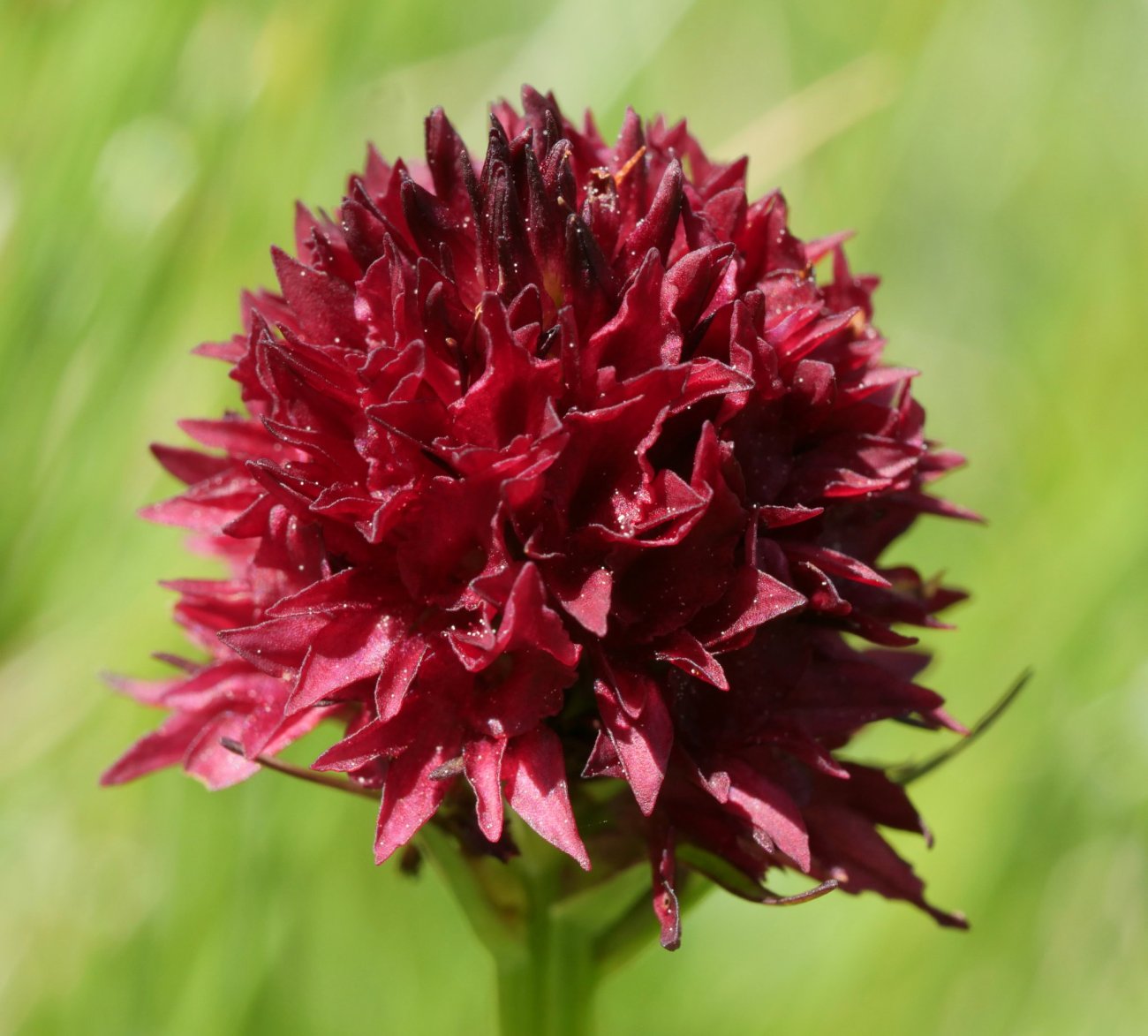 Nigritella gabasiana Lapazarra mendian