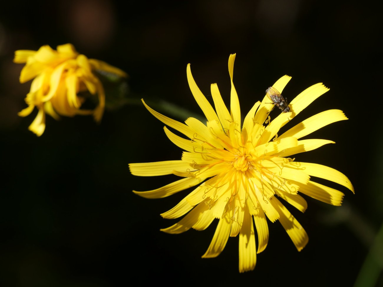 Hieracium murorum, Lapazarrako iparraldeko basoan