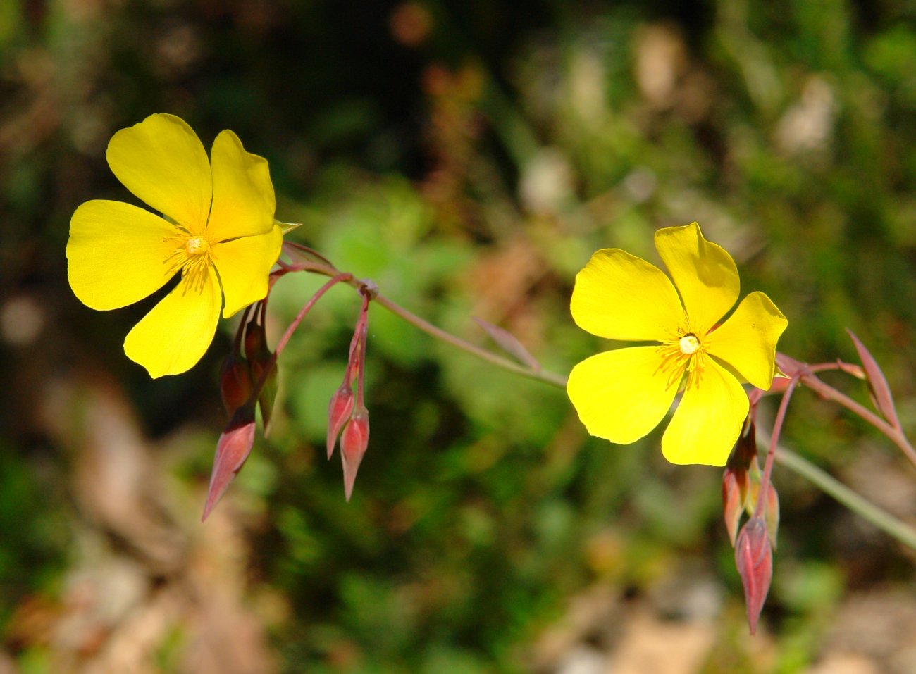 Tuberaria lignosa Elgean