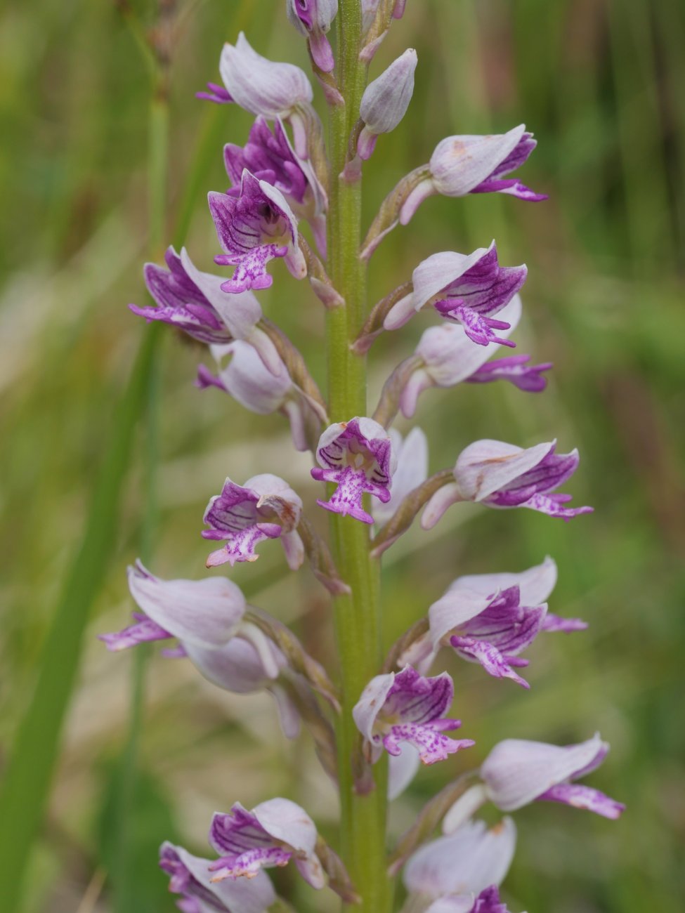 Ochis militaris Kontrasta aldean