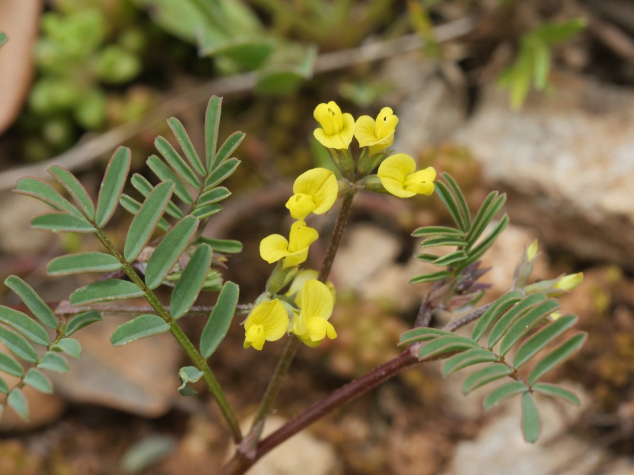 Hippocrepis ciliata Etxauri mendian