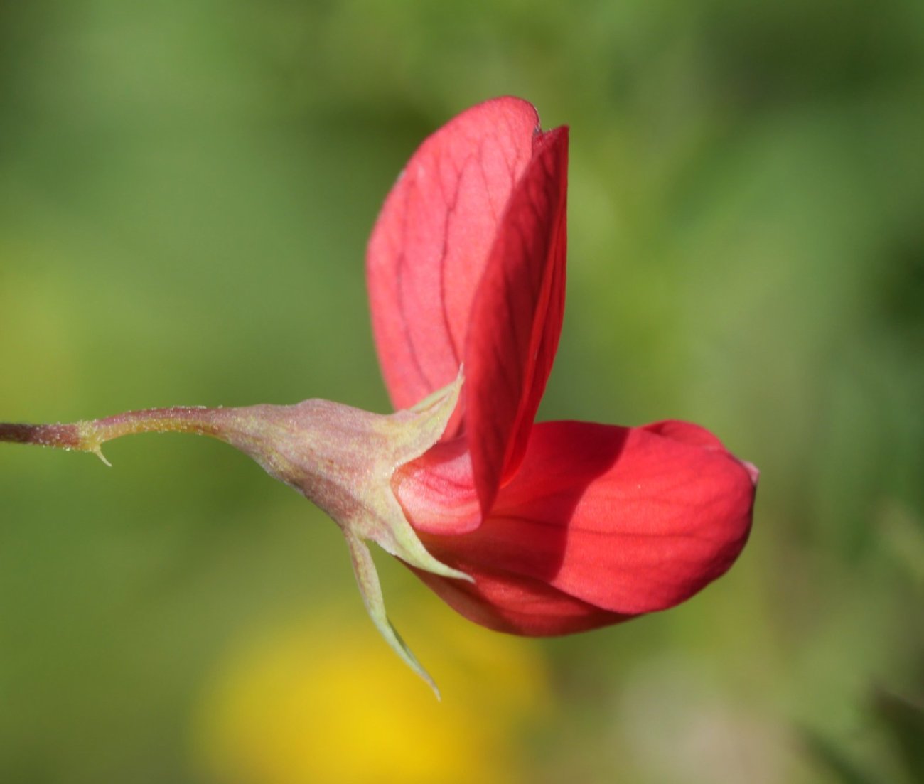 Lathyrus setifolius Etxauri aldean