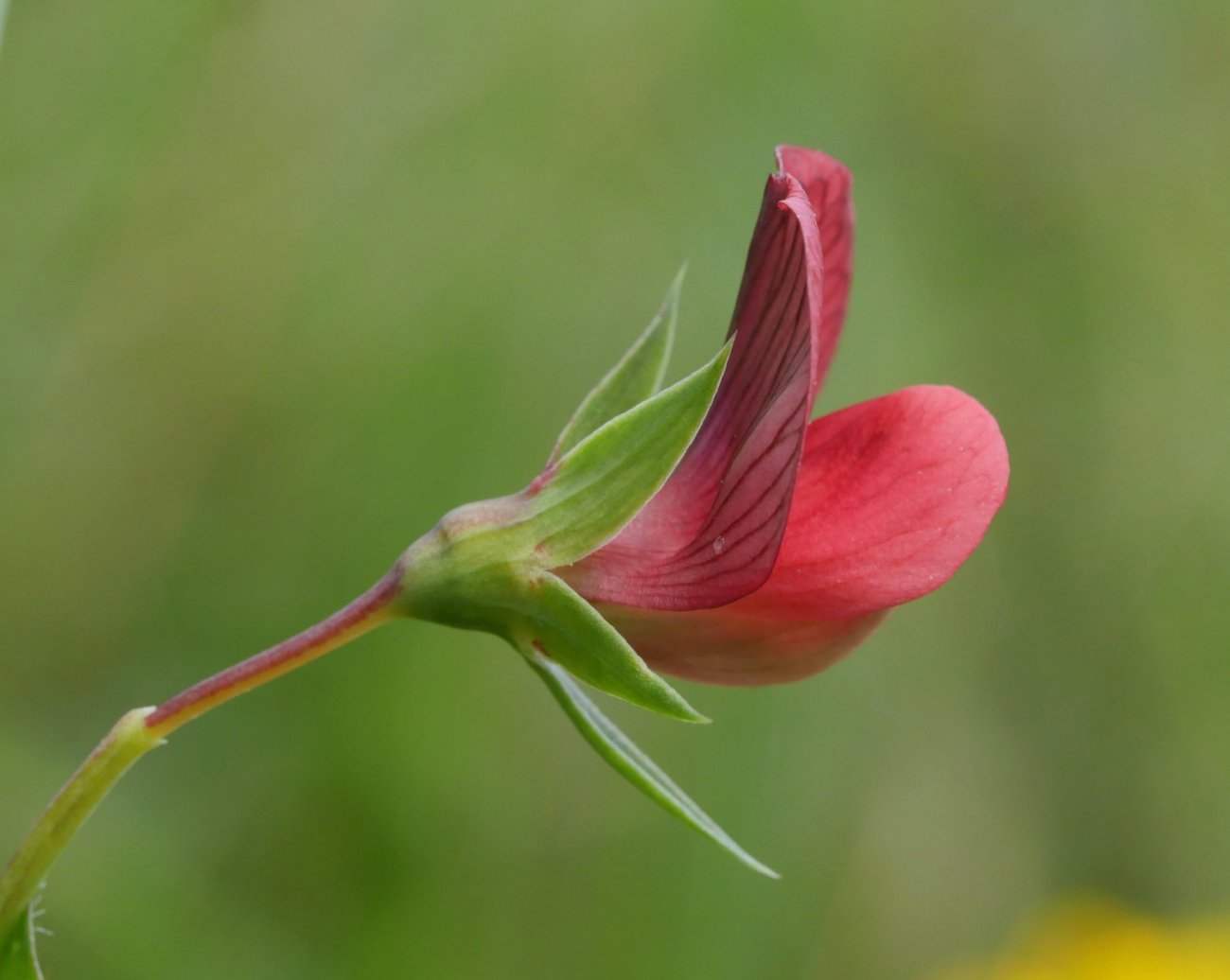 Lathyrus cicera Etxauri aldean